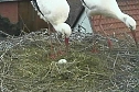Das erste Ei ist im Nest (Foto: Andreas Rzehak) Das erste Ei ist im Nest (Foto: Andreas Rzehak)
