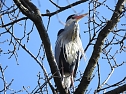 Tierisches Treiben im Dessauer Park (Foto: Peter Blei)