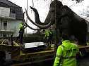 Das Mammut ist umgezogen (Foto: nnz)