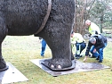 Das Mammut ist umgezogen (Foto: nnz)