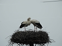 Fr&uuml;hling im Storchennest (Foto: Peter Blei)