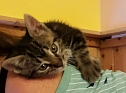 20 Kätzchen warten im Nordhäuser Katzenhaus auf ein neues zu Hause (Foto: Tierschutz Nordhausen e.V) 20 Kätzchen warten im Nordhäuser Katzenhaus auf ein neues zu Hause (Foto: Tierschutz Nordhausen e.V)