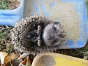 Spatzen retten Igel (Foto: privat)