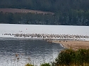 Kraniche am Stausee Kelbra (Foto: Peter Blei)