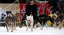 Schlittenhunderennen in Hasselfelde (Foto: Peter Blei)
