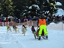 Schlittenhunderennen in Benneckenstein (Foto: Peter Blei) Schlittenhunderennen in Benneckenstein (Foto: Peter Blei)