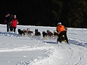 Schlittenhunderennen in Benneckenstein (Foto: Peter Blei) Schlittenhunderennen in Benneckenstein (Foto: Peter Blei)