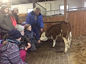 "Lasse" hei&szlig;t das K&auml;lbchen (Foto: privat)