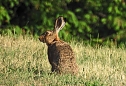 Natur pur bei am Neust&auml;dter Rosenteich (Foto: Peter Blei)