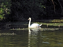 Natur pur bei am Neust&auml;dter Rosenteich (Foto: Peter Blei)