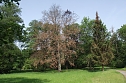 Im Stadtpark sterben B&auml;ume (Foto: Kurt Frank)