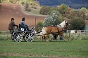 Südharz Rallye für Pferdegespanne (Foto: C. Wilhelm) Südharz Rallye für Pferdegespanne (Foto: C. Wilhelm)