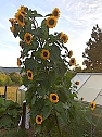 Sonnenblume in Kleinfurra (Foto: A.St&ouml;rr)