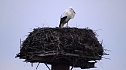 Erster Storch in der Goldenen Aue  (Foto: Ulrich Reinboth)