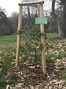Zerst&ouml;rte B&auml;ume im Park Hohenrode (Foto: F&ouml;rderverein Hohenrode)