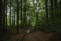 Unterwegs auf dem "Urwaldpfad" (Foto: agl)