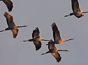 Tausende Kraniche im Anflug (Foto: Peter Blei)