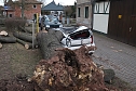 Morscher Baum begrub zwei Fahrzeuge unter sich (Foto: S. Dietzel)