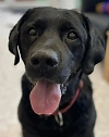 Labrador-Rüde Ringo (Foto: Tierheim Nordhausen) Labrador-Rüde Ringo (Foto: Tierheim Nordhausen)