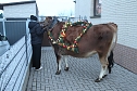 Wenn der Weihnachtsochse�durch die D&ouml;rfer zieht (Foto: S. Dietzel)