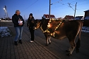 Wenn der Weihnachtsochse�durch die D&ouml;rfer zieht (Foto: S. Dietzel)