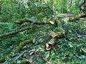Der 400 Jahre alte "Großmutter"-Baum am Kohnstein gefallen (Foto: Steffen Iffland) Der 400 Jahre alte "Großmutter"-Baum am Kohnstein gefallen (Foto: Steffen Iffland)
