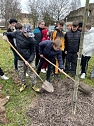 Baumpflanzung 2.0 an der Petersbergschule (Foto: K. Bauditz)
