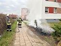 Heckenbrand in Heringen (Foto: S. Dietzel) Heckenbrand in Heringen (Foto: S. Dietzel)