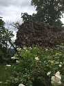Rosenbl&uuml;te auf der Ebersburg (Foto: Verein f&uuml;r lebendiges Mittelalter)