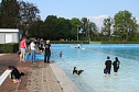 Hundebaden im Salzaquellbad (Foto: agl)