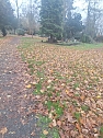 Laub auf dem Hauptfriedhof (Foto: P.Blei) Laub auf dem Hauptfriedhof (Foto: P.Blei)