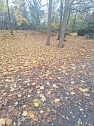 Laub auf dem Hauptfriedhof (Foto: P.Blei) Laub auf dem Hauptfriedhof (Foto: P.Blei)