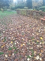 Laub auf dem Hauptfriedhof (Foto: P.Blei) Laub auf dem Hauptfriedhof (Foto: P.Blei)
