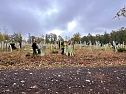 Baumpflanzungen im Stadtwald (Foto: Yvonne Reichardt, Nordthüringer Lebenshilfe ) Baumpflanzungen im Stadtwald (Foto: Yvonne Reichardt, Nordthüringer Lebenshilfe )
