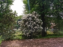 Impressionen vom Rhododendren-Fest in S&uuml;lzhayn. (Foto: Peter Blei)