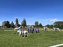 Bereits zum dritten Mal in Folge lud der RFV Großwechsungen zum KinderPferdeErlebnistag ein (Foto: M. Schneevoigt) Bereits zum dritten Mal in Folge lud der RFV Großwechsungen zum KinderPferdeErlebnistag ein (Foto: M. Schneevoigt)