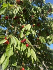 Bio Kirschen frisch gepfl&uuml;ckt 