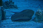 Meeresaquarium (Foto: Michael Caspari ( www.blitzlicht-nordhausen.de )) Meeresaquarium (Foto: Michael Caspari ( www.blitzlicht-nordhausen.de ))
