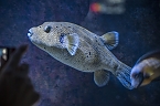 Meeresaquarium (Foto: Michael Caspari ( www.blitzlicht-nordhausen.de )) Meeresaquarium (Foto: Michael Caspari ( www.blitzlicht-nordhausen.de ))