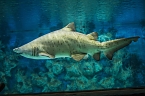 Meeresaquarium (Foto: Michael Caspari ( www.blitzlicht-nordhausen.de )) Meeresaquarium (Foto: Michael Caspari ( www.blitzlicht-nordhausen.de ))
