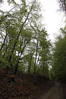 Der Alte Stolberg (Foto: BUND Nordhausen)