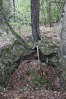 Der Alte Stolberg (Foto: BUND Nordhausen)