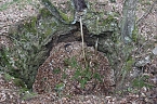 Der Alte Stolberg (Foto: BUND Nordhausen)