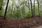 Der Alte Stolberg (Foto: BUND Nordhausen)