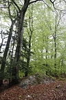 Der Alte Stolberg (Foto: BUND Nordhausen)