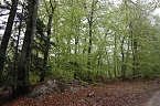 Der Alte Stolberg (Foto: BUND Nordhausen)