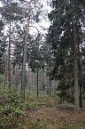 Der Alte Stolberg (Foto: BUND Nordhausen)
