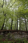Der Alte Stolberg (Foto: BUND Nordhausen)