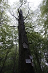 Der Alte Stolberg (Foto: BUND Nordhausen)