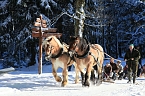 Erlebnisse auf dem HoheHof (Foto: Siegfried Richter) Erlebnisse auf dem HoheHof (Foto: Siegfried Richter)